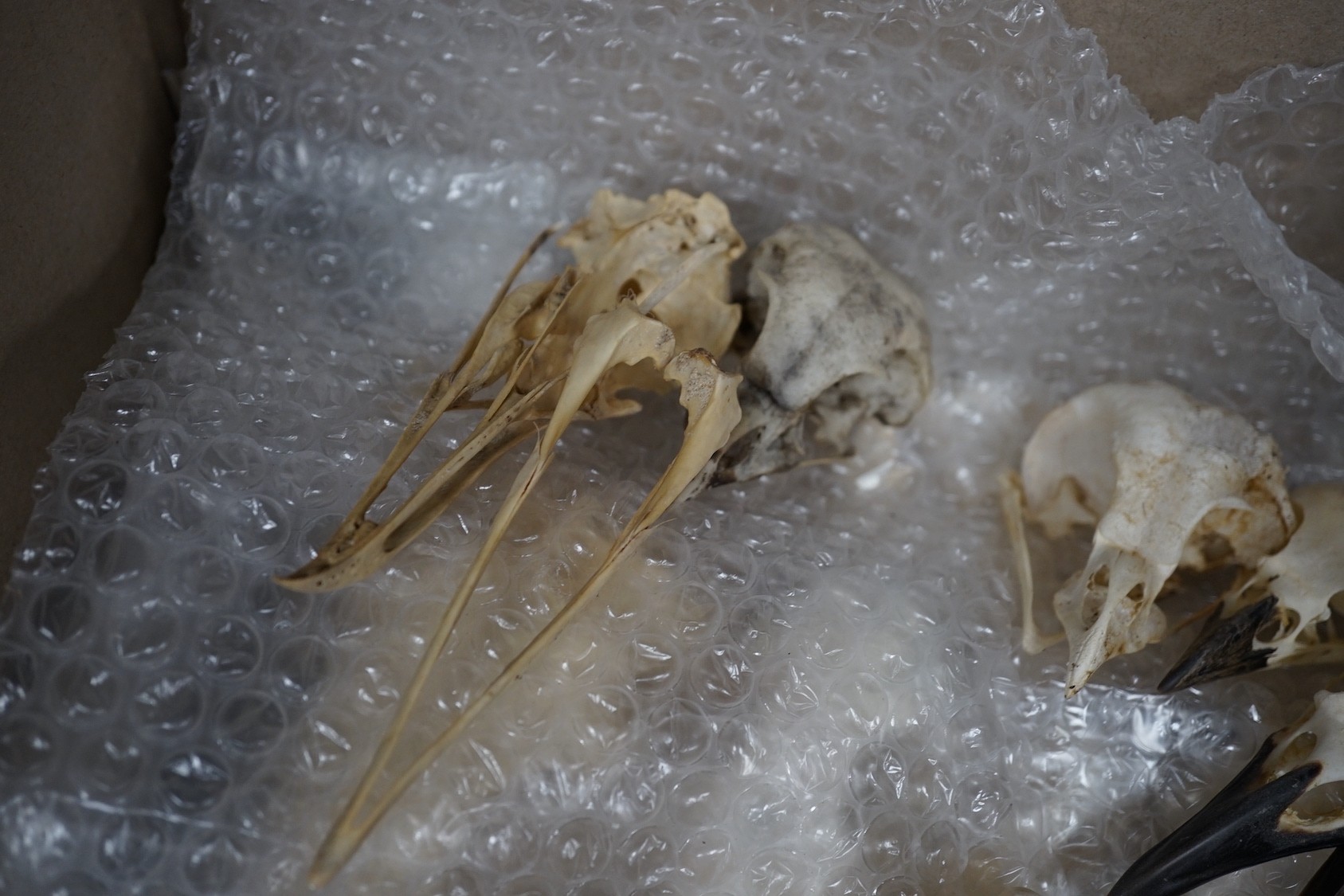 Bird anatomy- a collection of bird skulls, the largest 18 cm